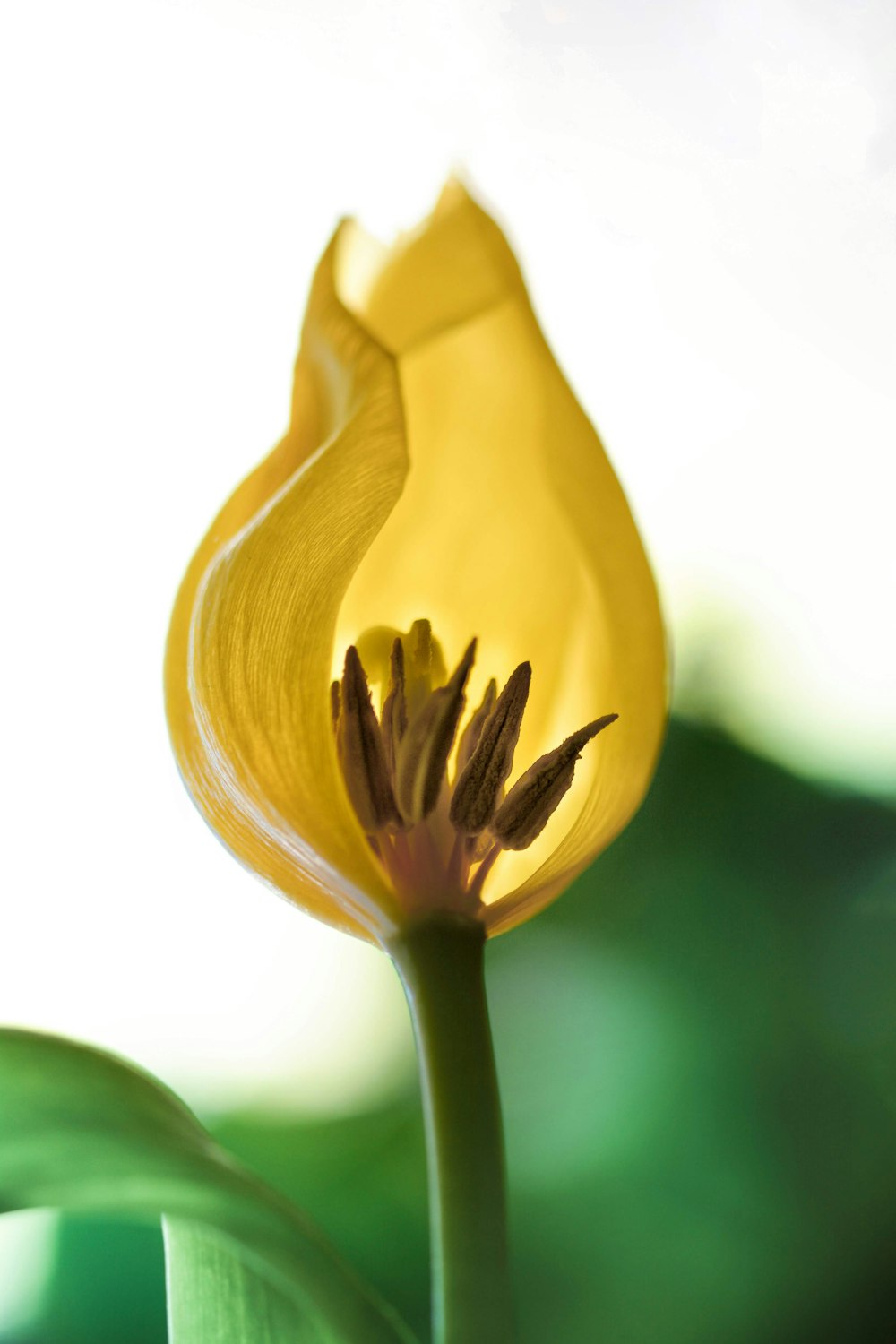 selective focus photography of yellow petaled flower