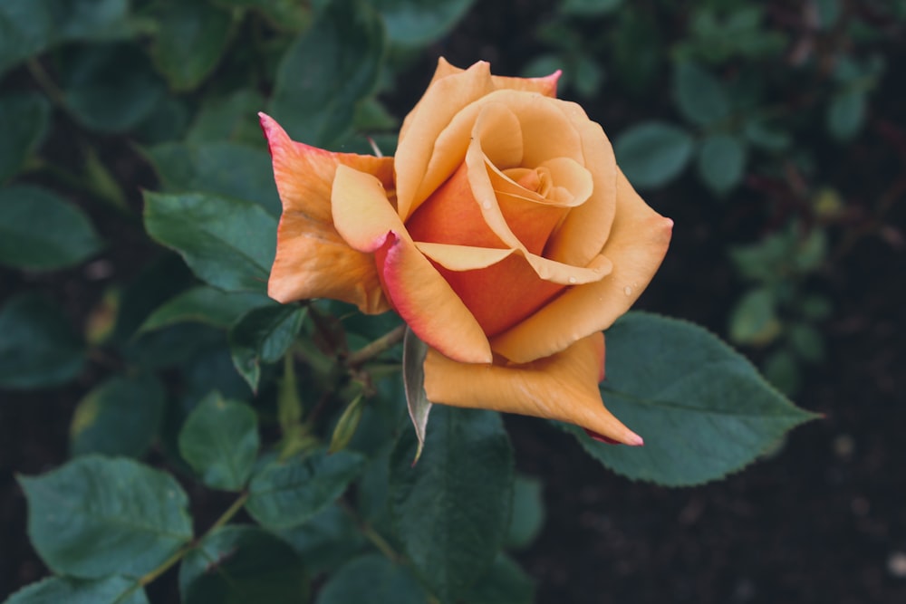orange rose in bloom