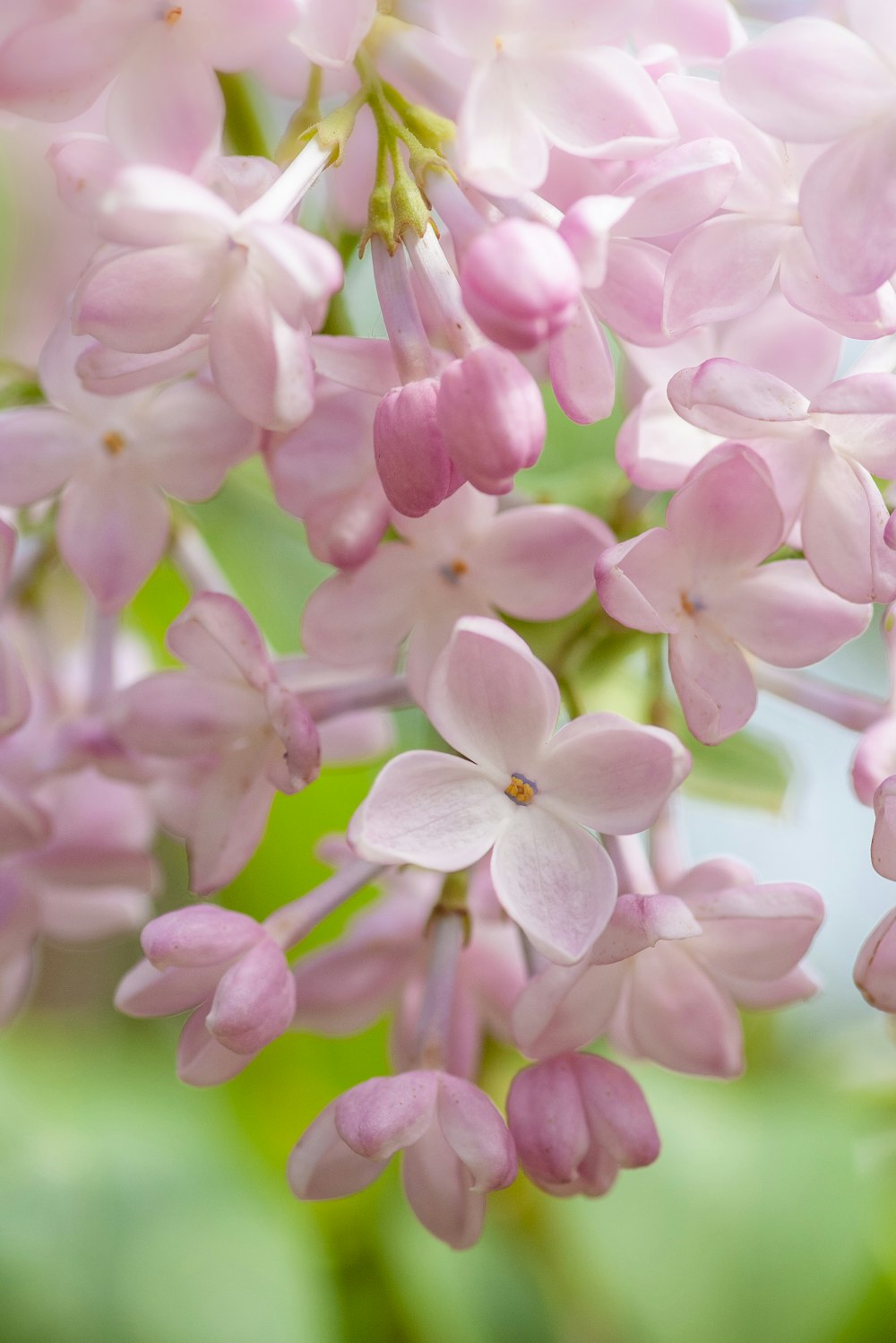 bokeh photography of pink and white flowers