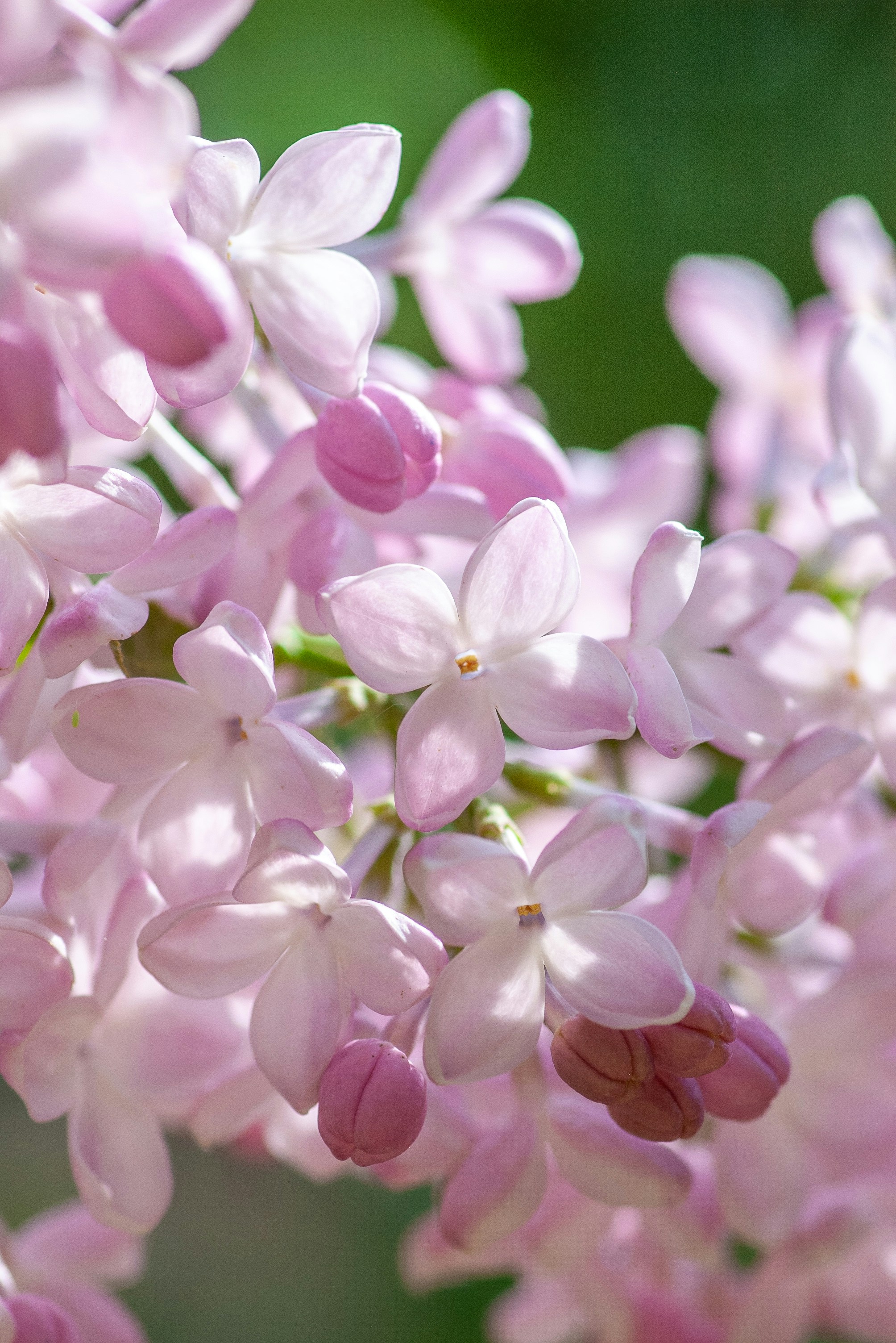 Pink lilac in spring