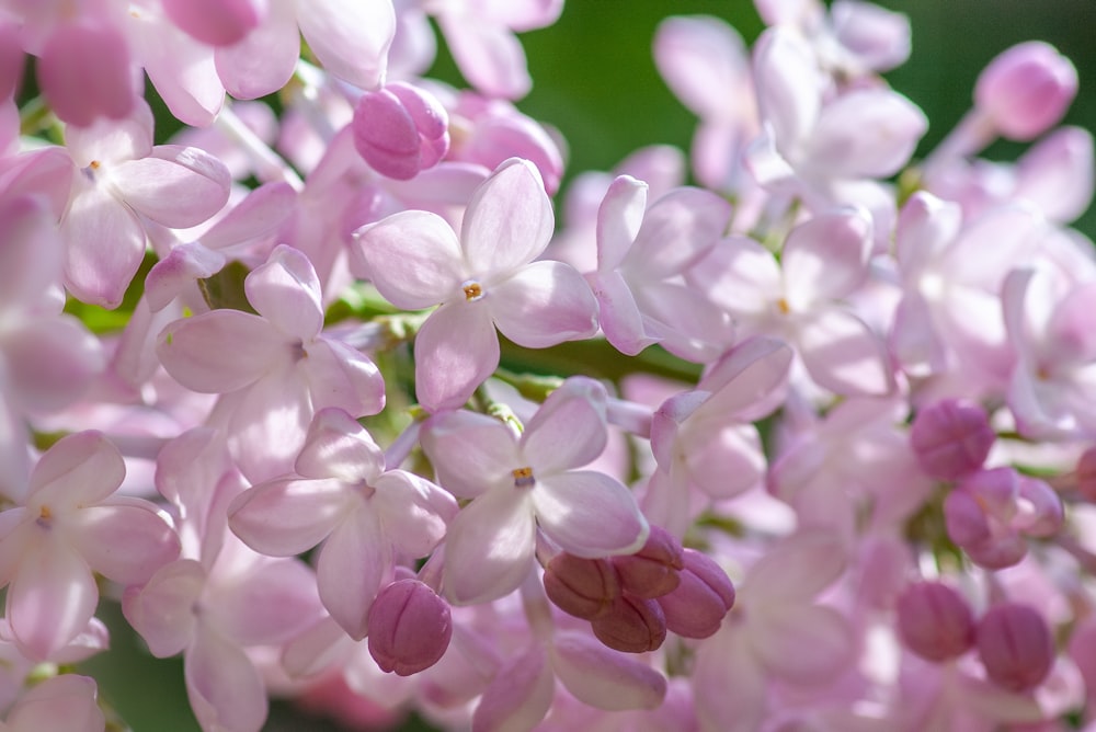 bokeh photography of pink and white flowers