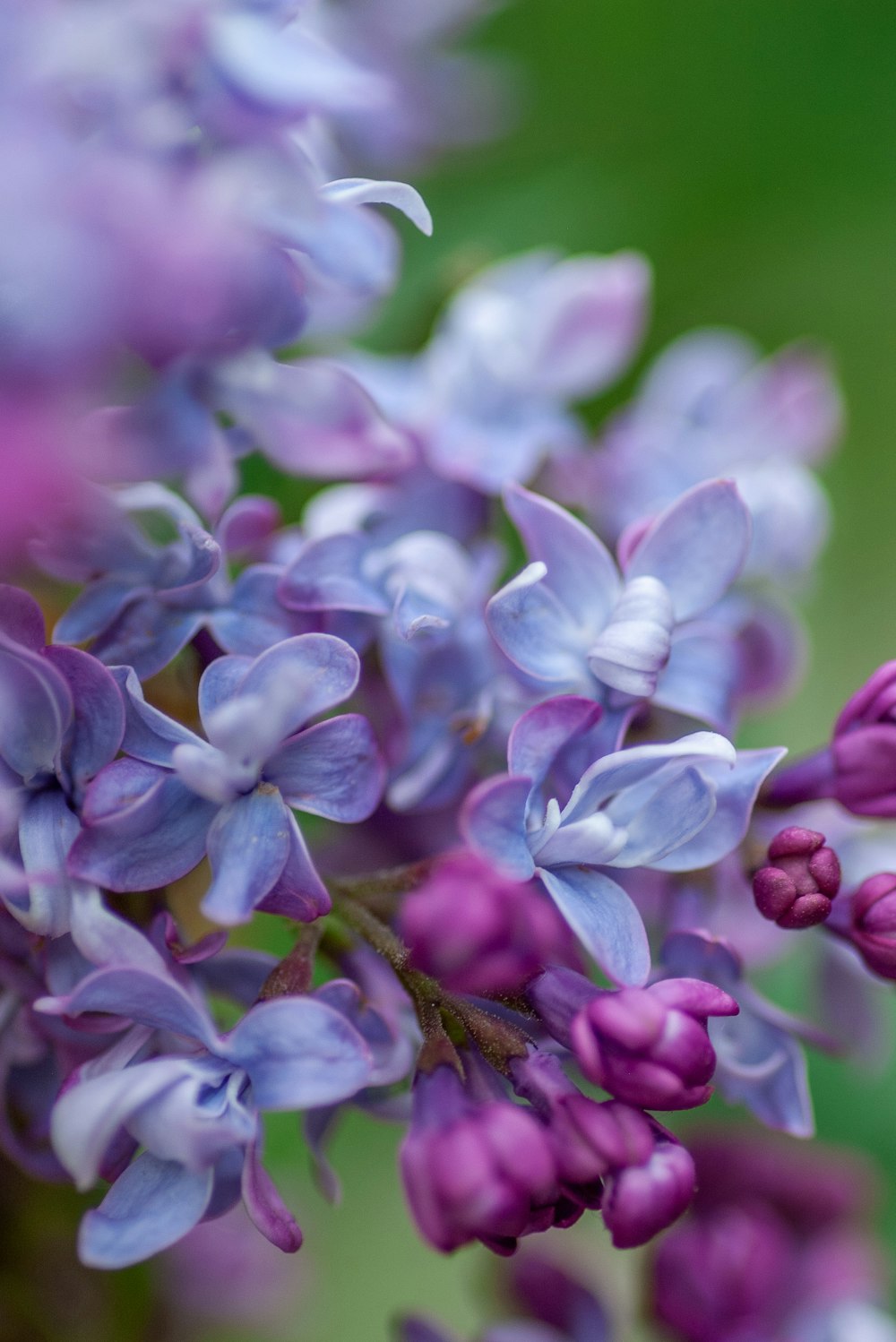 purple flowers