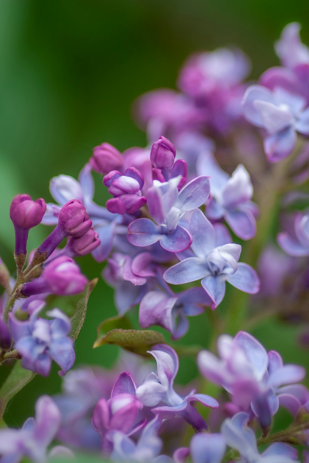 purple-petaled flowers