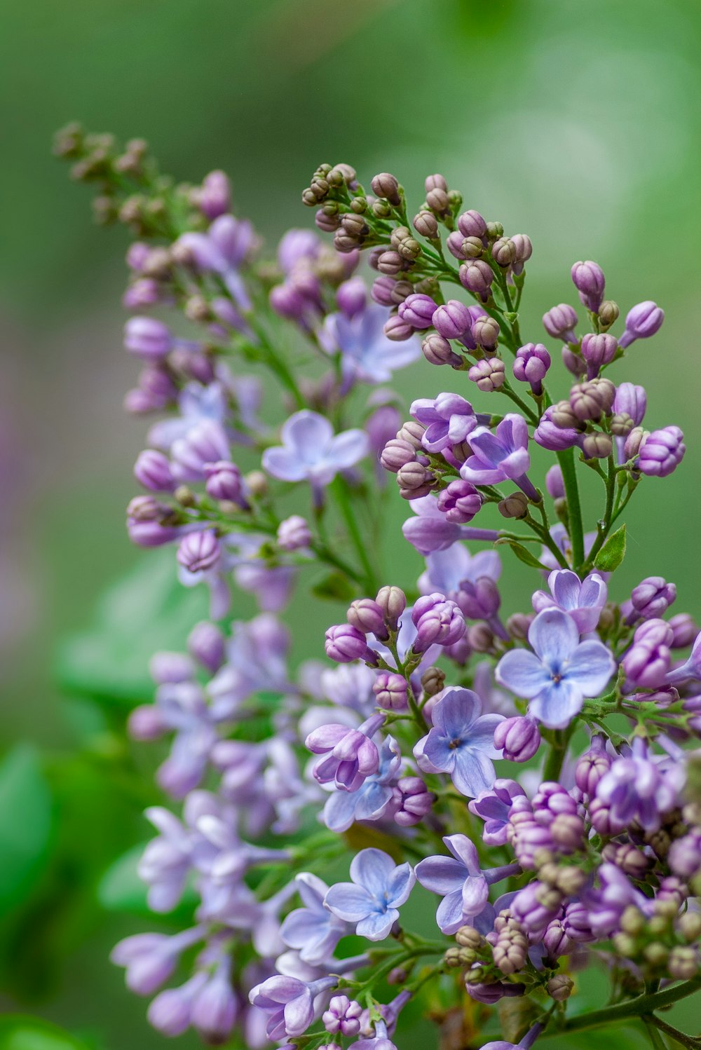 보라색과 파란색 꽃이 있는 녹색 잎 식물의 보케 사진
