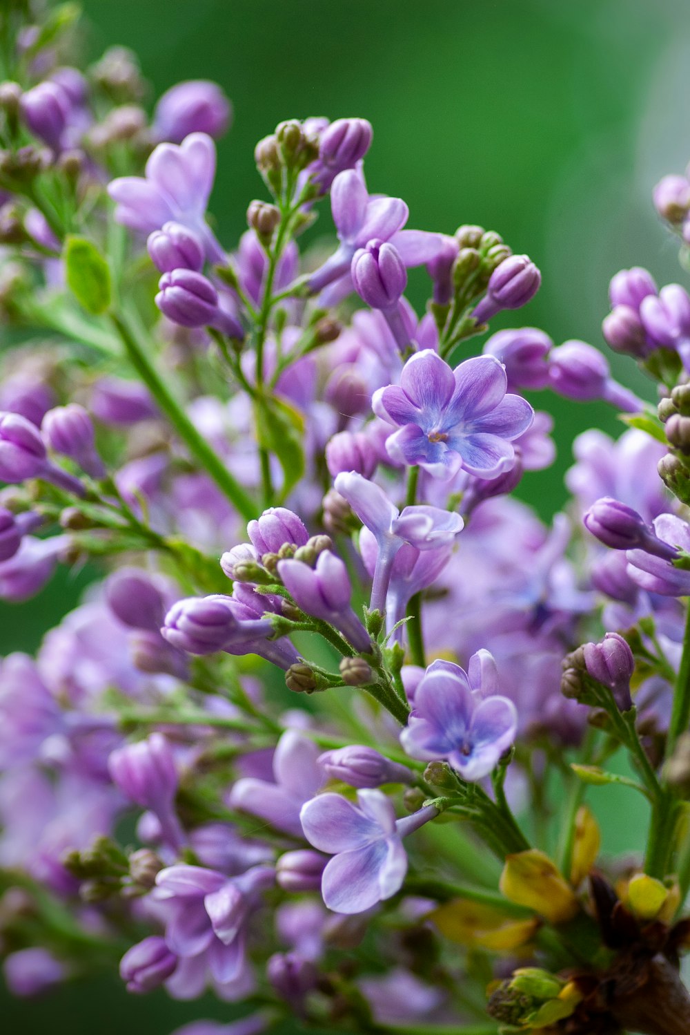 purple-petaled flowers