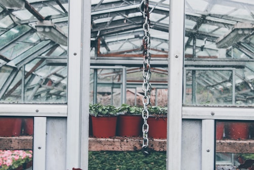 Inside a greenhouse structure, rows of red plant pots filled with small green plants are arranged on wooden shelves. The metal framework and glass panels of the greenhouse are visible, with some haze and condensation. A metal chain is hanging down from the ceiling in the foreground.