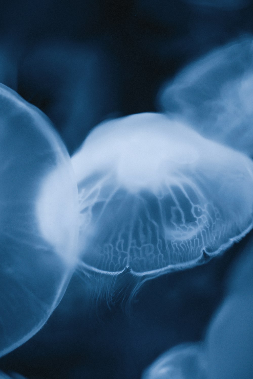 closeup photography of white jelly fish