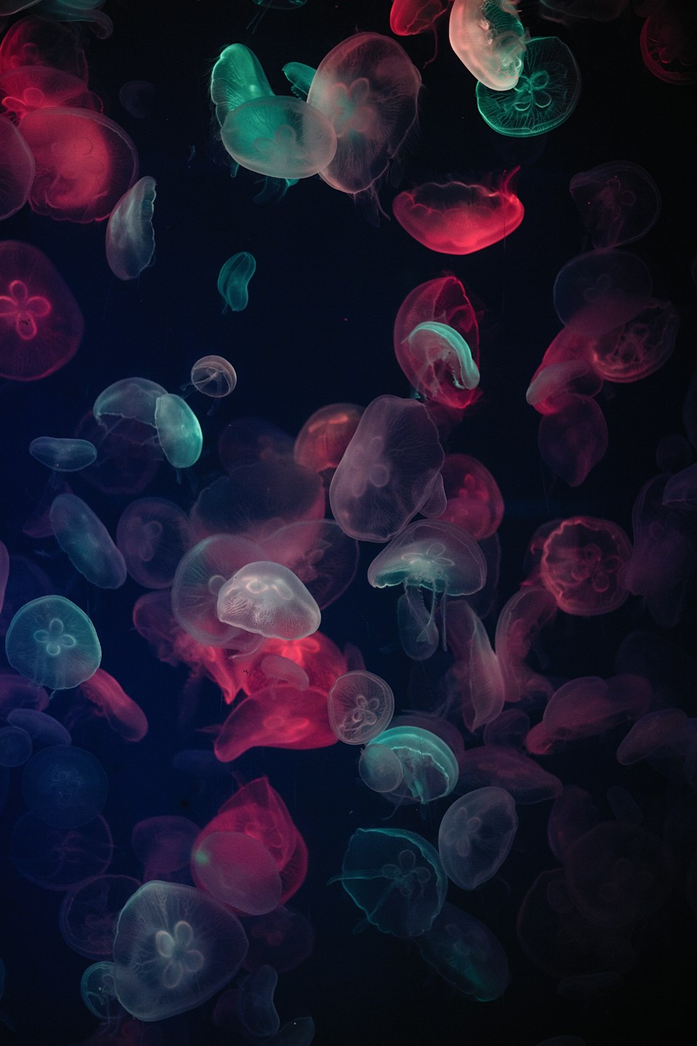 pintura de medusas de colores variados