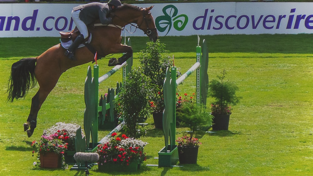 man riding on horse jumping over obstacle course