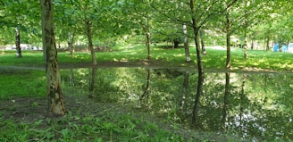 A serene outdoor spot with sunlight filtering through leaves, perfect for reflection.