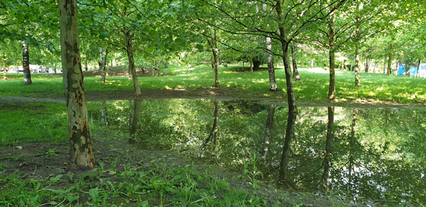 A serene outdoor space with gentle sunlight filtering through trees, inviting peaceful reflection