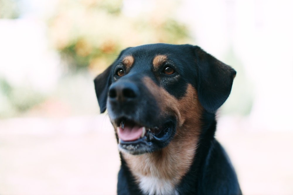 ショートコートの茶色と黒の犬