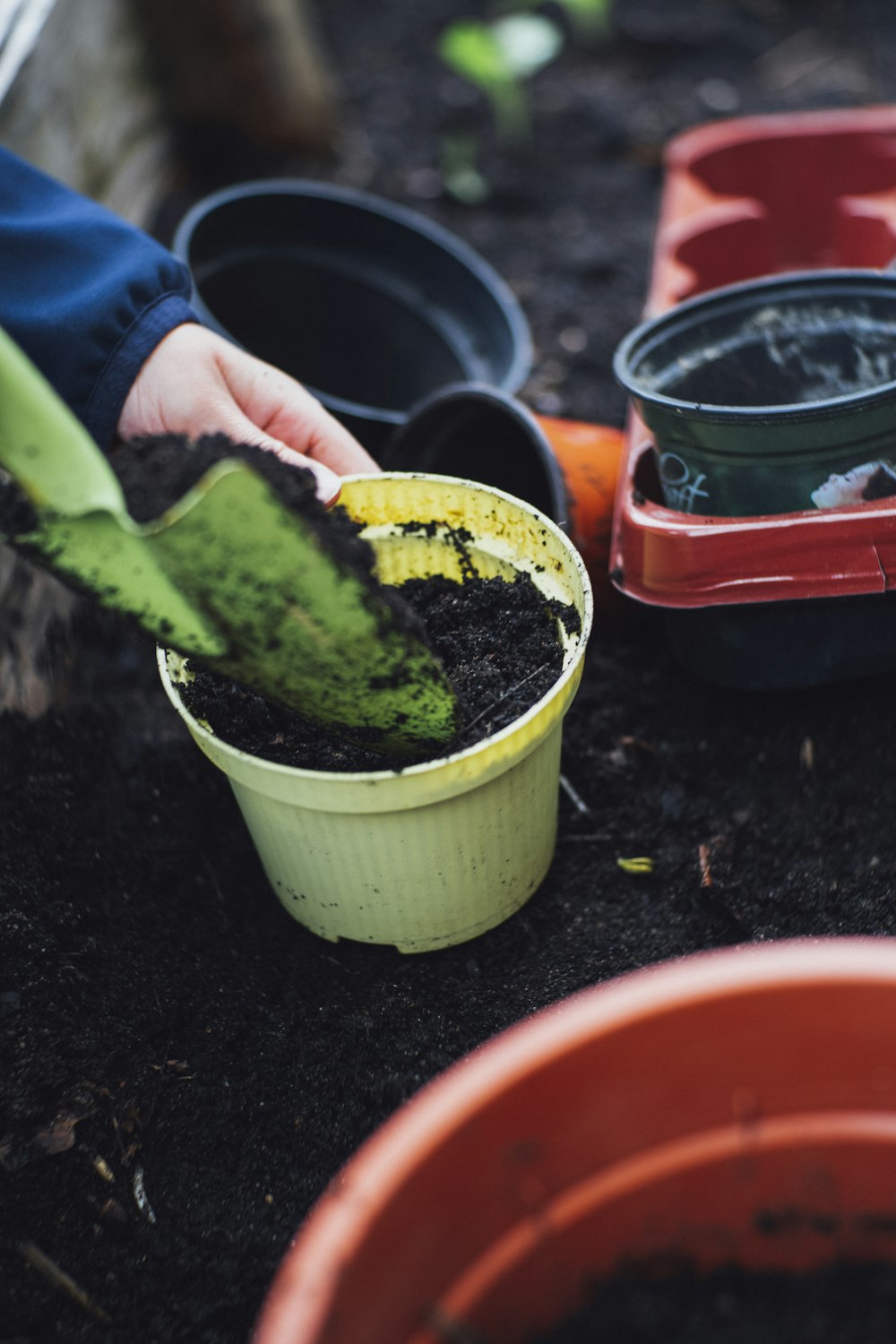 green plant in pot