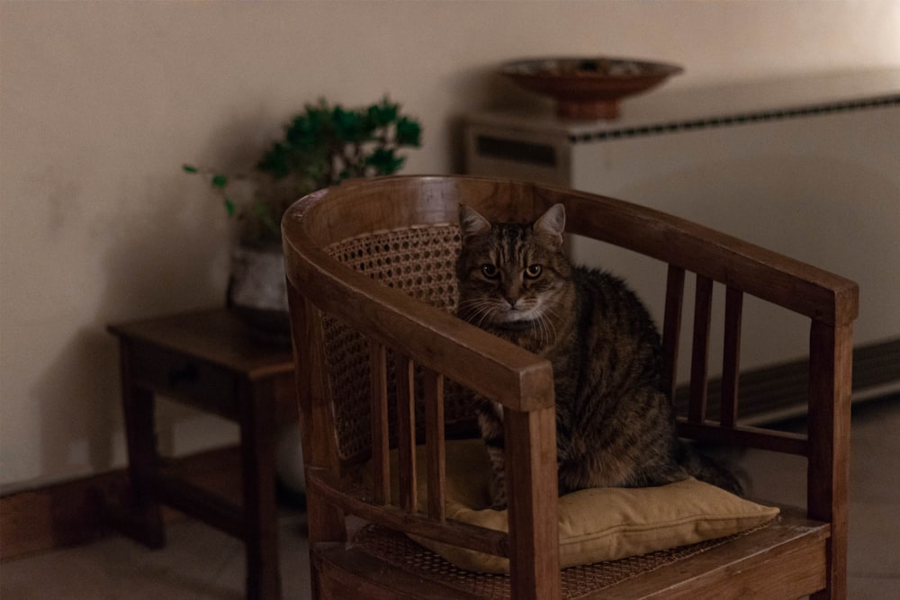 silver tabby cat on chair