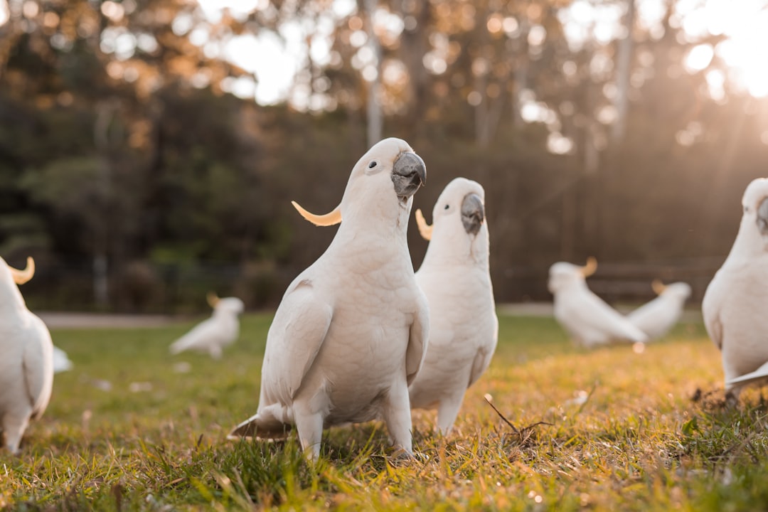 parrots on grass field