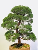 A well-maintained bonsai tree with a thick trunk and lush green foliage. The tree is planted in a round pot, and its small, compact shape indicates precise trimming and care.