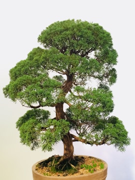 Student pruning a bonsai to refine its silhouette.
