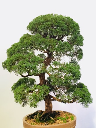 A well-maintained bonsai tree with a thick trunk and lush green foliage. The tree is planted in a round pot, and its small, compact shape indicates precise trimming and care.