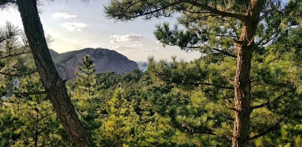 green-leafed trees