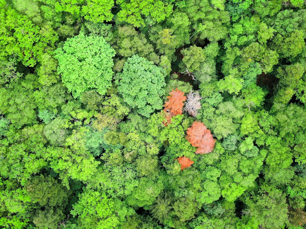 aerial photography of orange and green leafed trees