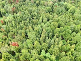 bird's eye view of a green forest