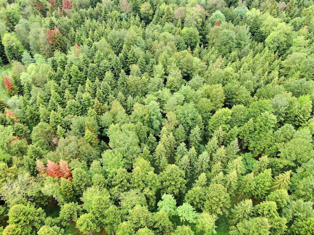 bird's eye view of a green forest