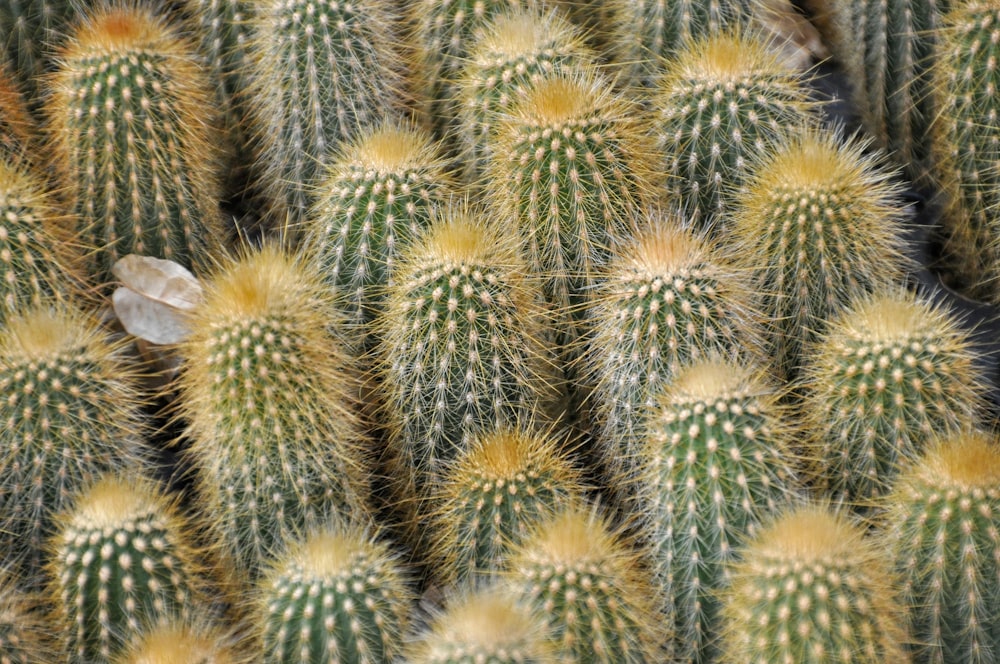 close-up photography of green cactus plants during daytime