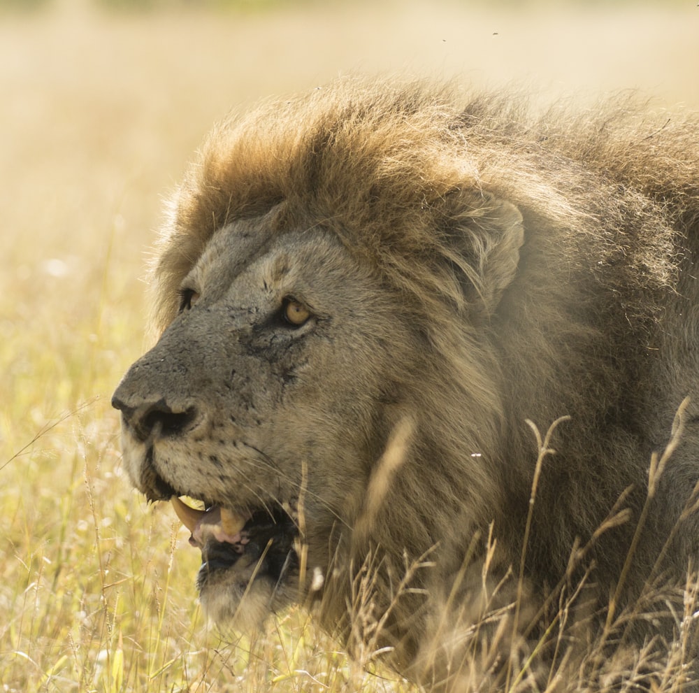 adult lion on grass field
