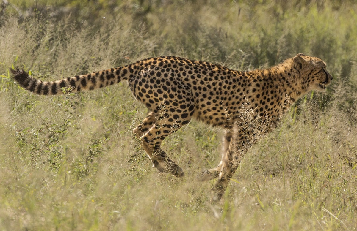 Cheetah in motion — animal gesture drawing reference