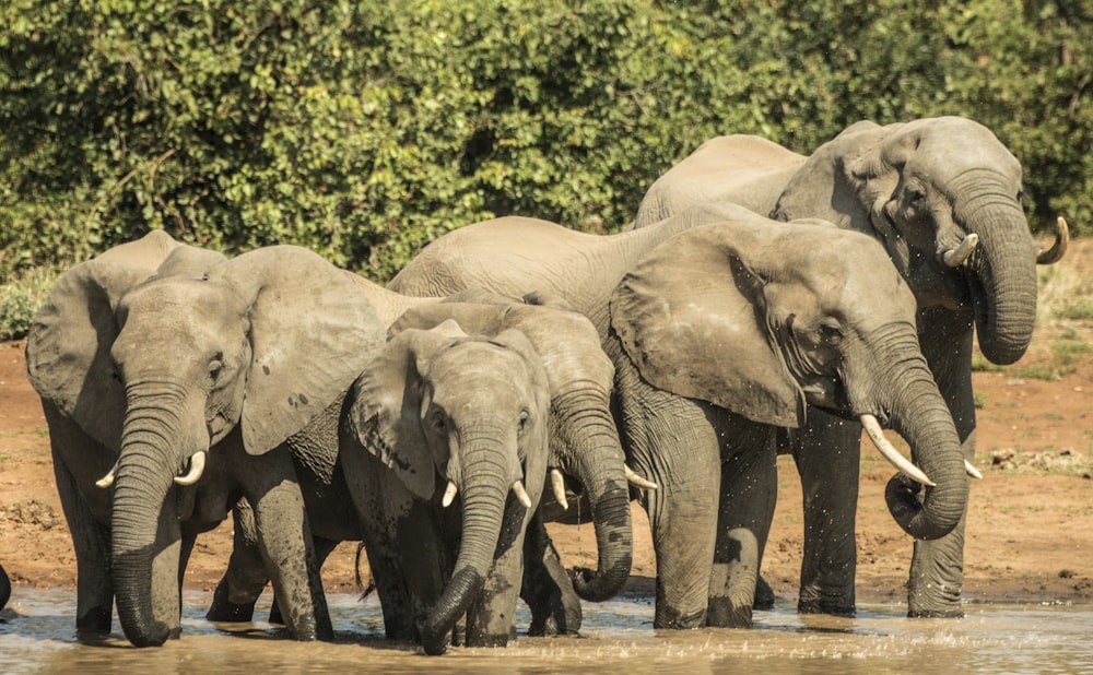 herd of elephant standing near body of water