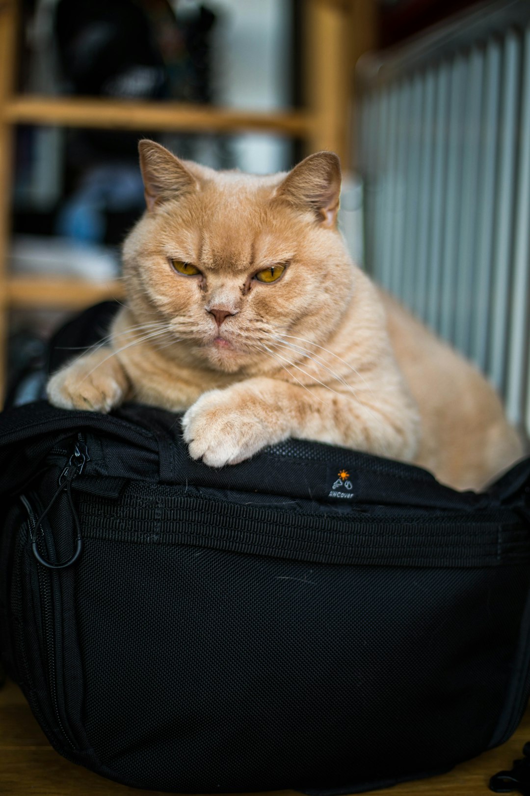 orange tabby cat on black bag