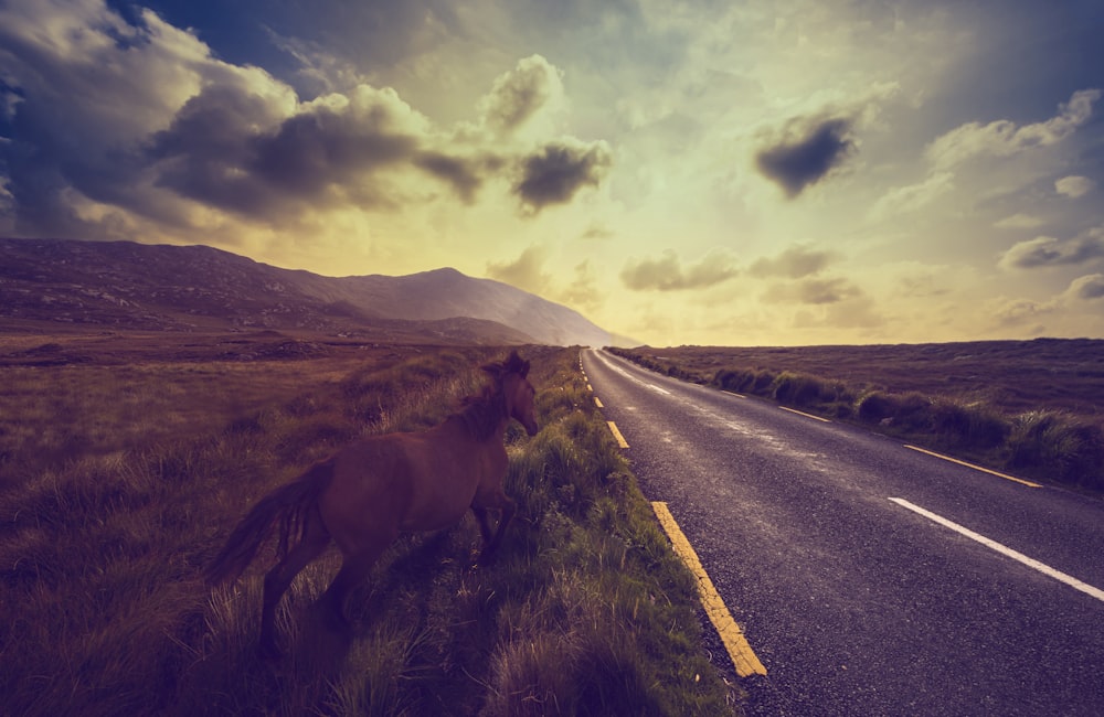 cheval debout près d’une route vide