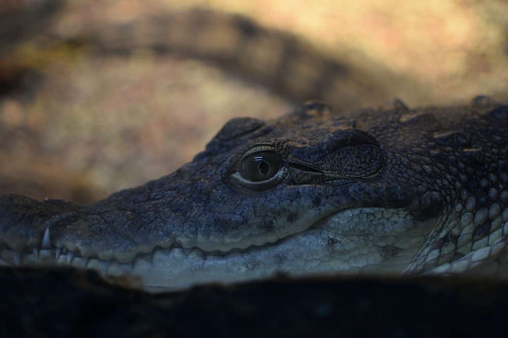 close-up photo of crocodile