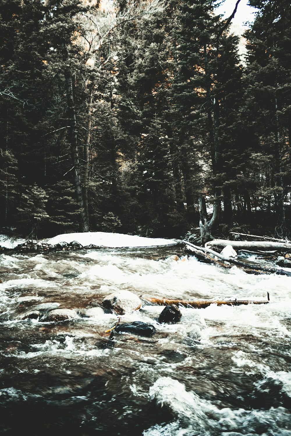 green pine trees in far bank of river