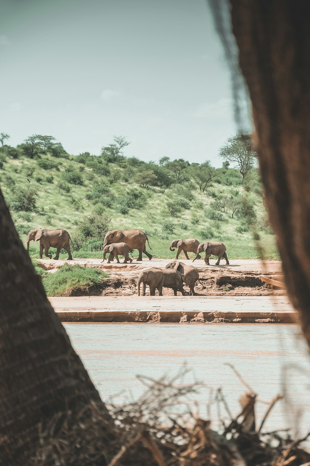 brown elephants near mountain