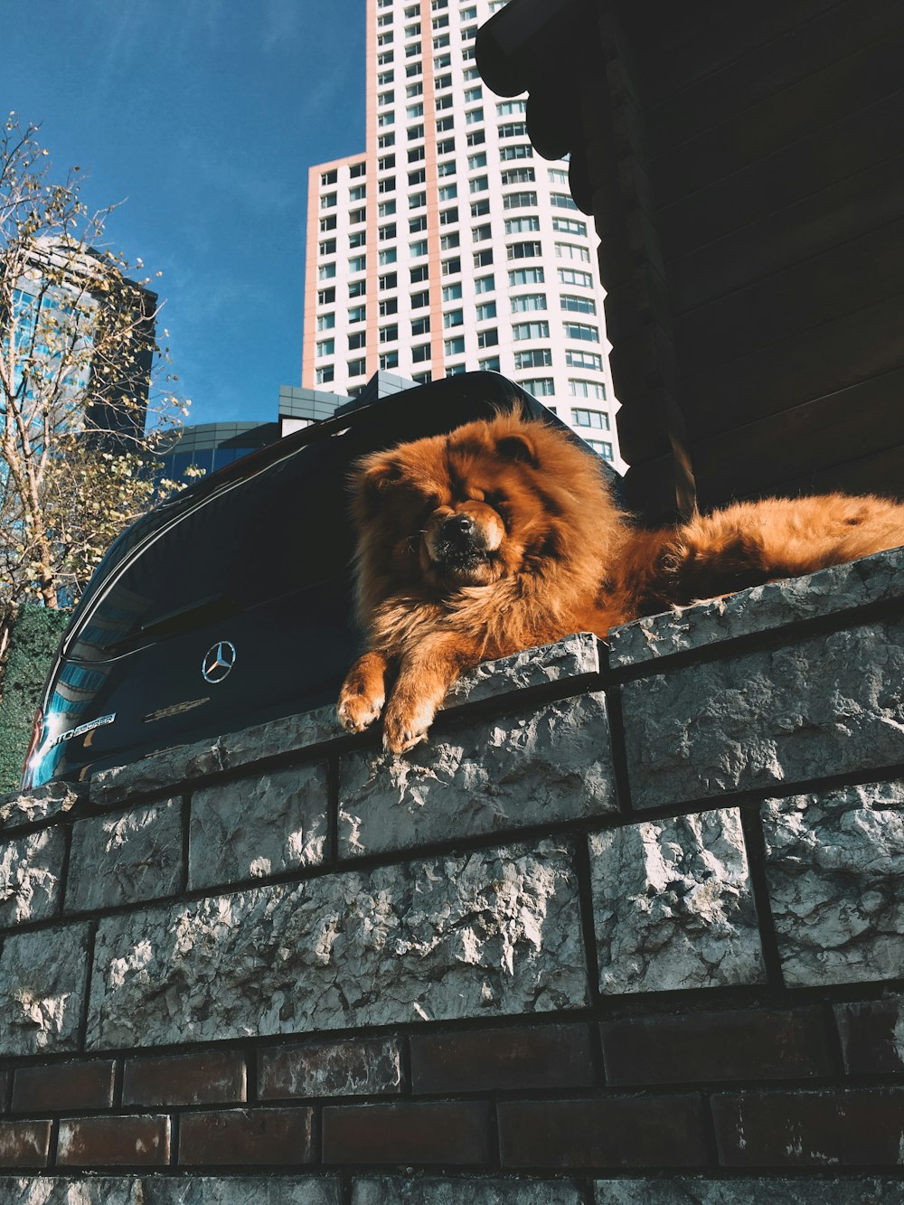 brown dog on wall