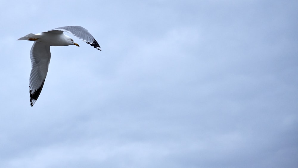 white and gray seagull flying
