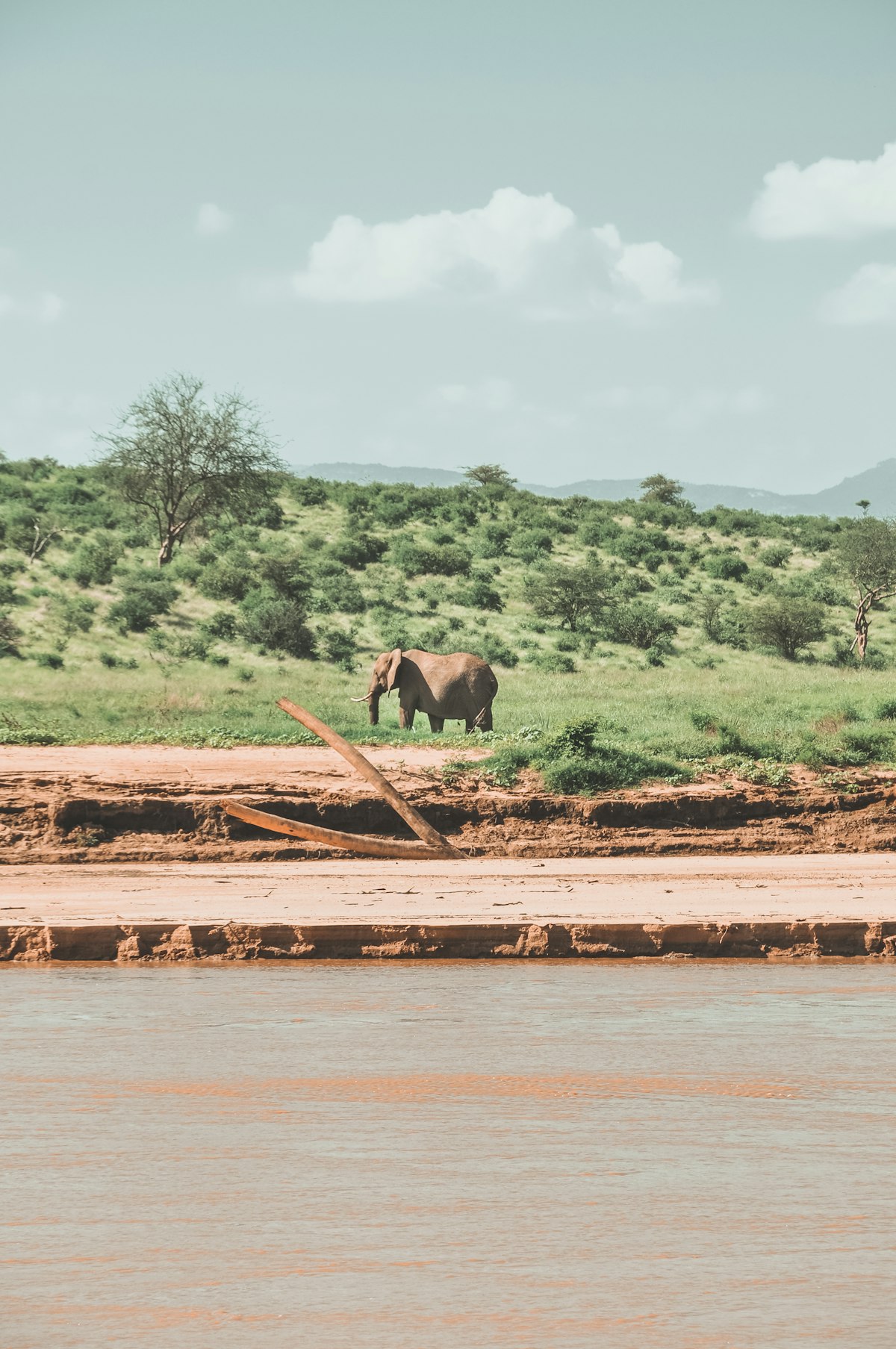 Plains of Plenty: The Savannah Ecosystem