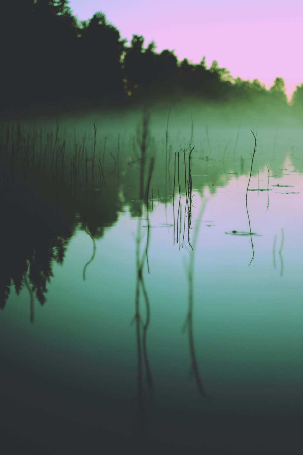 green-leafed trees beside body of water