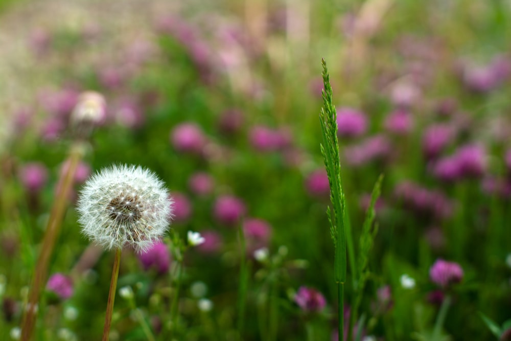 plantes à fleurs à pétales roses et blanches