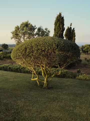 A clean, well-maintained yard featuring healthy, vibrant trees after professional care.