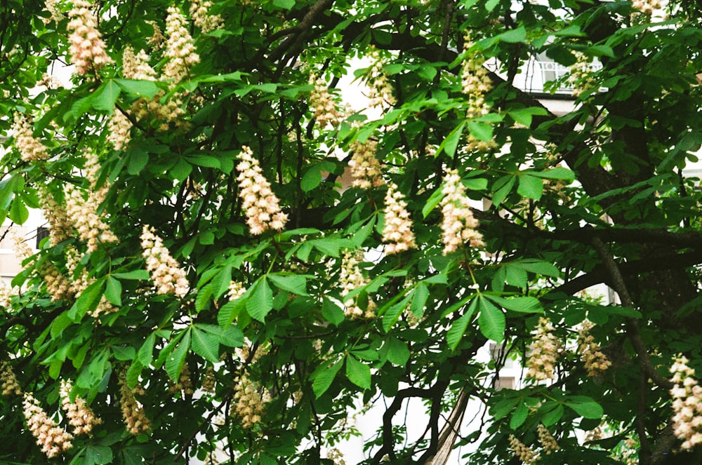 arbre à fleurs à feuilles vertes à pétales jaunes