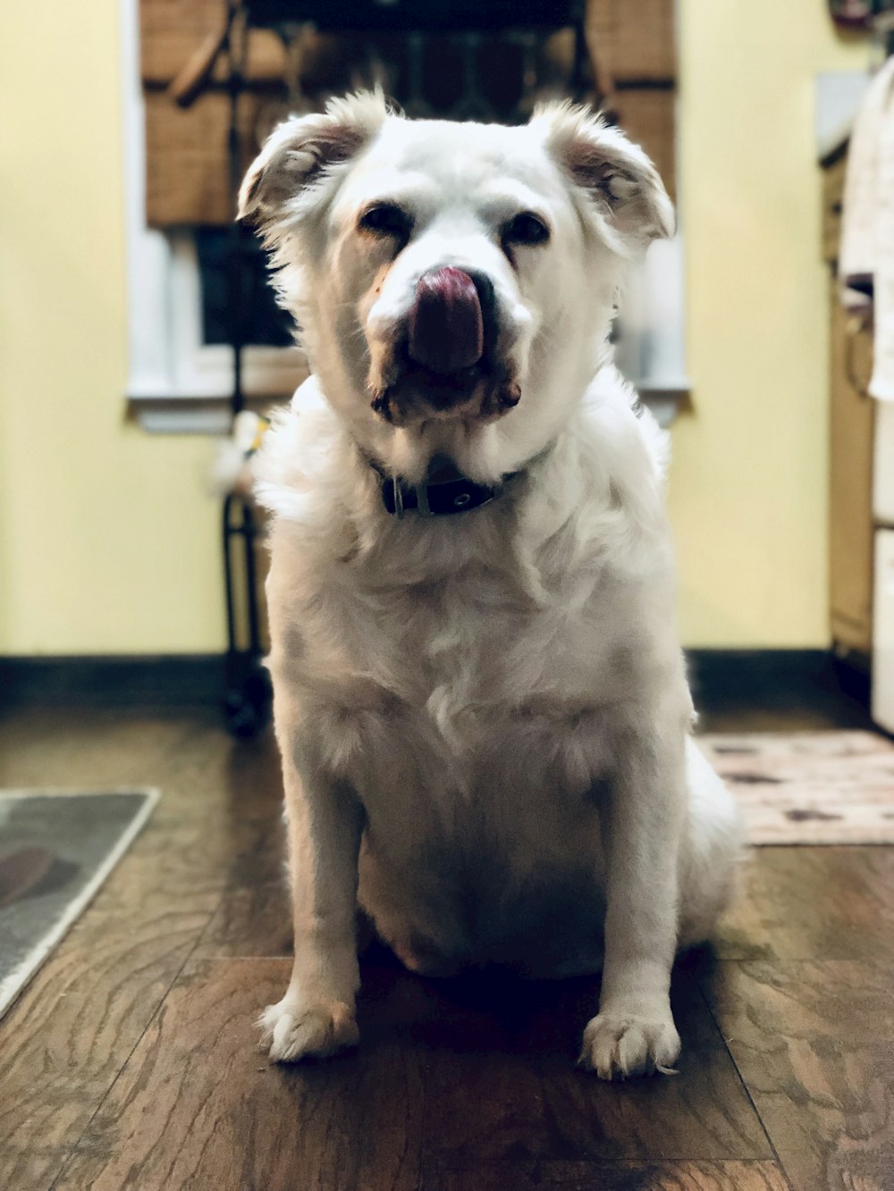 white dog licking his nose