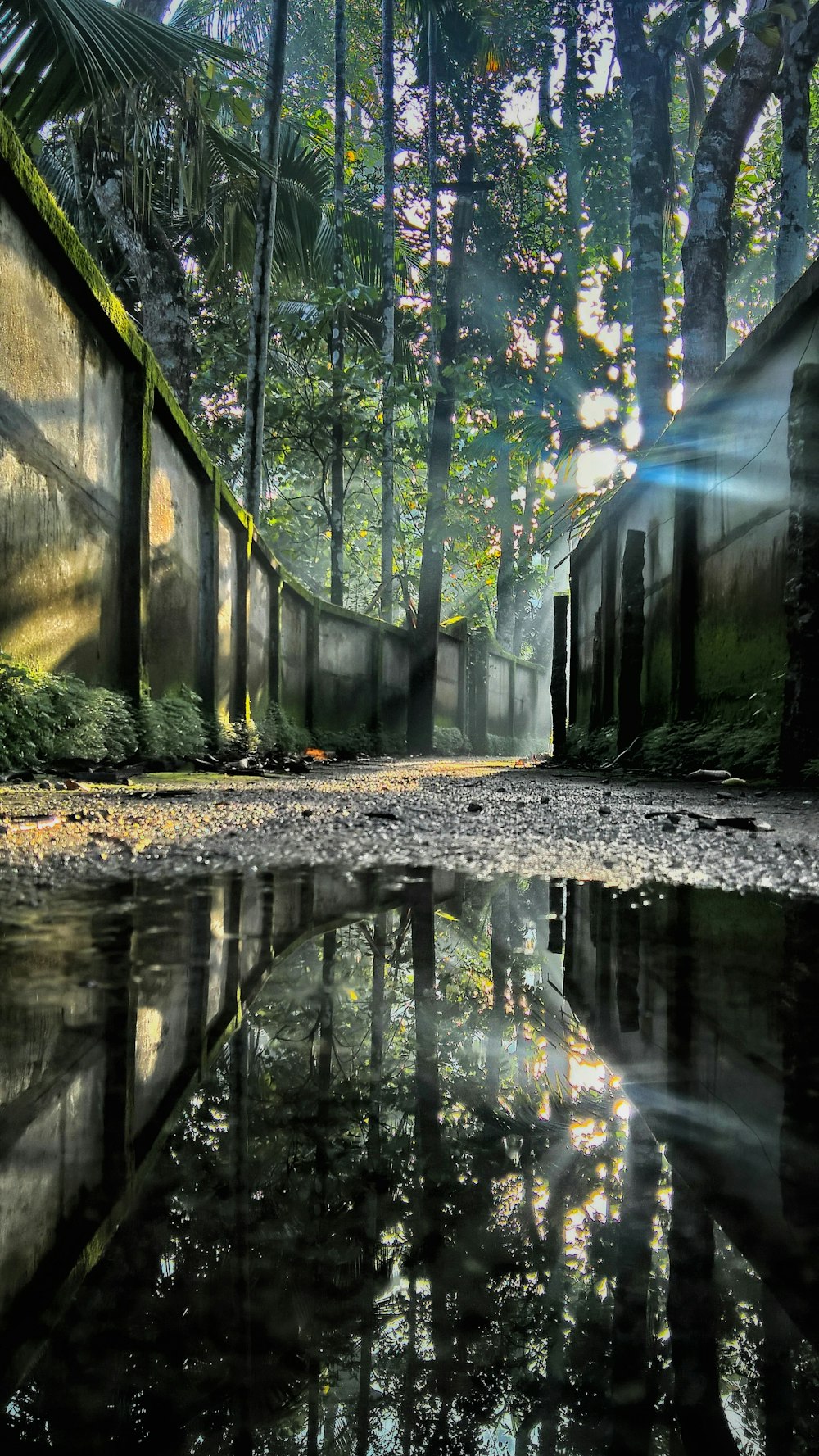 puddle near concrete walls and trees