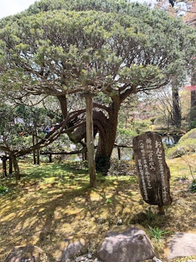 A lush green garden scene featuring a large, intricately branched tree with a sturdy trunk. The tree is surrounded by a well-maintained grassy area and is supported by wooden structures. There is a wooden sign with Japanese text in the foreground, placed on the grass. The setting is serene and natural, with a few stones and dappled sunlight creating a tranquil atmosphere.
