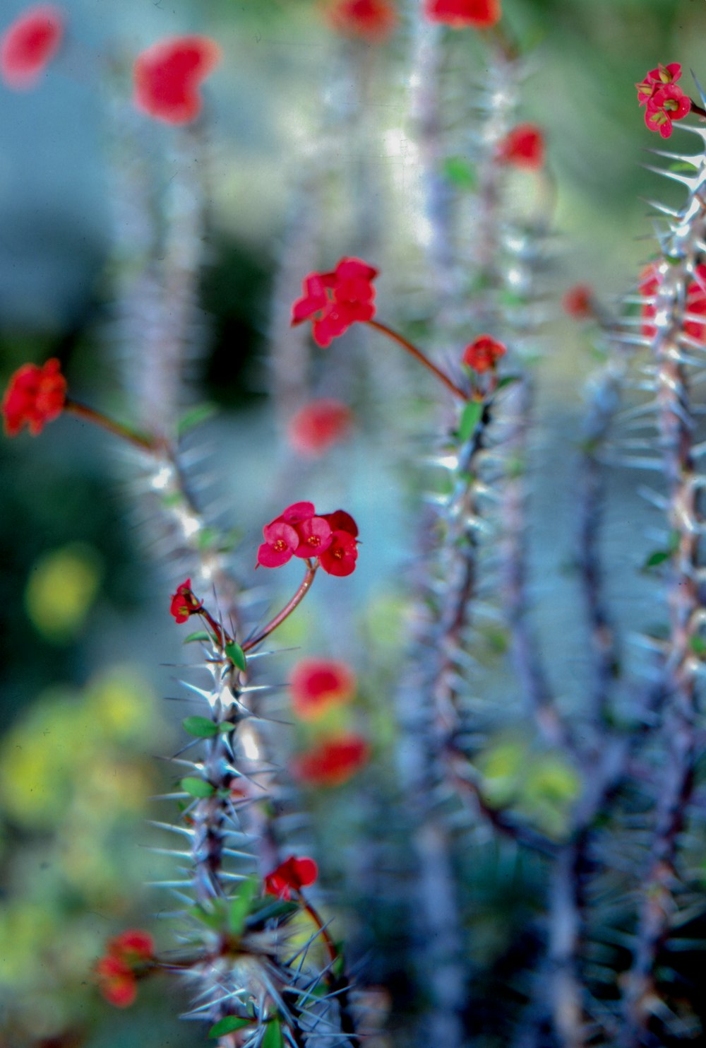 red flowered euphorbia plant