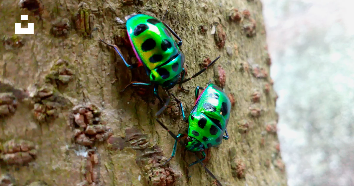 Two Green Insects Two green bugs on tree trunk photo – Free Animal Image on Unsplash