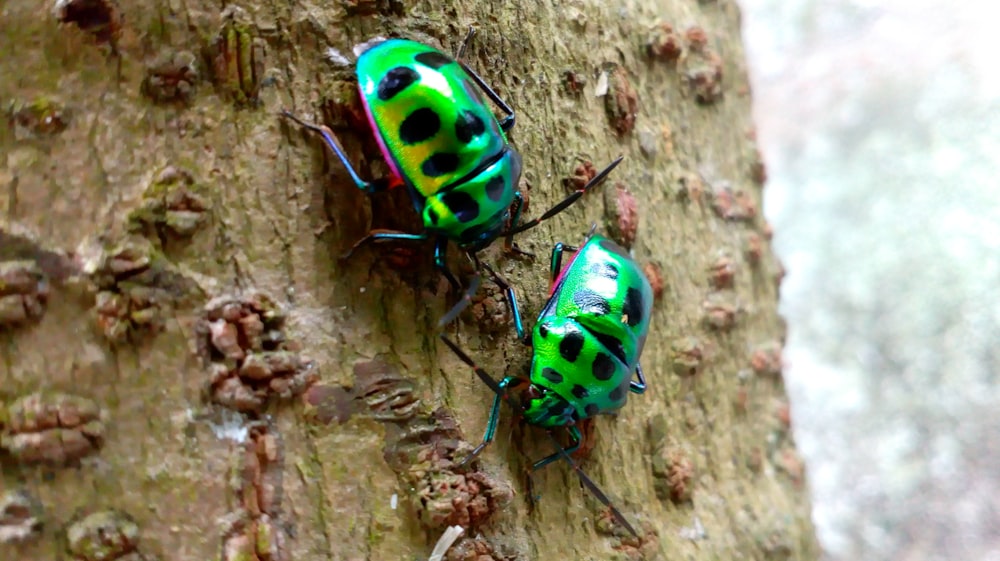 two green bugs on tree trunk