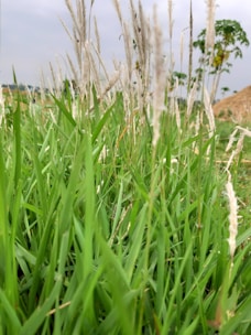 A lush patch of tall green grass dominates the foreground, with some taller, thin stalks bearing small, light-colored tufts. In the background, a few trees and a haystack are visible under an overcast sky, suggesting a rural, open landscape.