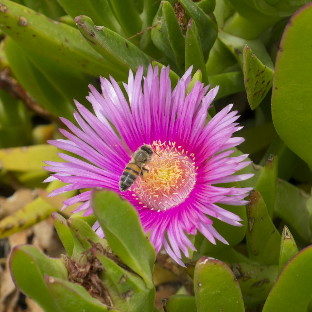 bee on pink flower